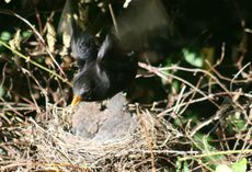 Amsel-10-Tag-5.jpg